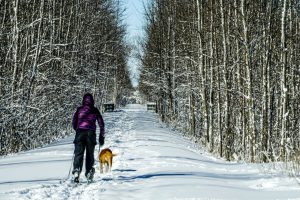 Cross country skier with dog on the Georgian Trail in Collingwood.